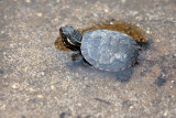 25 cent turtle