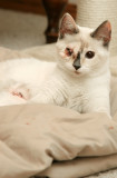 Franken Kitty