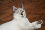 The Cuteness Factor