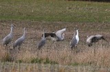 Then another young sandhill challenges the first one