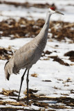 Sandhill Crane