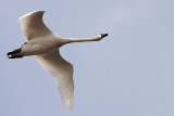 Tundra Swan