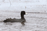 Mud Hen aka American Coot
