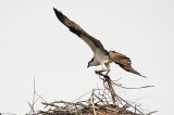 Refurbishing the nest
