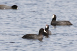 Coot Scoot Boogie