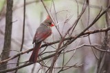 Northern Cardinal ~ Maybe a first year bird?