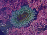 Sea Anenome #5233