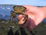 Intertidal discoveries