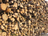 stacked logs for pulp