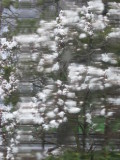 April 29, 2008 Rainy Day Distortions