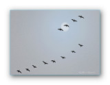 Snow Geese Flying To The Sun