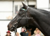 9748a.jpg (Fly Society)