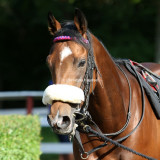 2438e.jpg (Sir Henry)