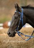 1572f.jpg (Finn Ind Again)