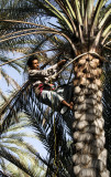 Date Palm Worker