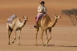 Bedu and camels