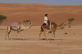 Bedu camels