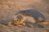 Turtle in sunshine