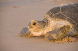 Turtle closeup
