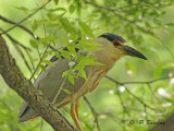 Black-crowned night-heron (m)