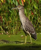 Black-crowned night-heron (juv)