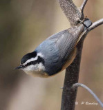 Red-breasted nuthatch