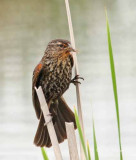 Red-winged blackbird (f)