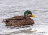 Mallard hybrid (m):  SERIES
