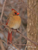 Northern cardinal (f)
