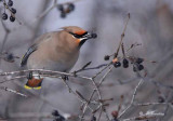 Bohemian waxwing