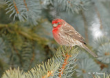 House finch (m)