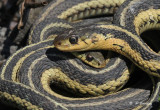 Common garter snakes