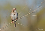 Song sparrow