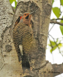 Northern flicker (m)