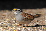 White-throated sparrow