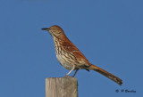 Brown Thrasher