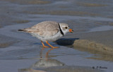 Piping plover