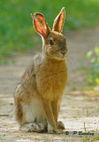 Snowshoe hare