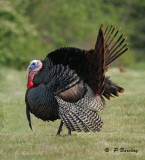 Wild turkey (m)