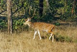 Spotted deer, Kanha