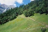 Alpine meadow