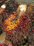 Oil palm