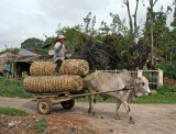 Bullock cart, Lingga