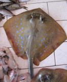 Flat fish