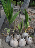 Coconut seedlings