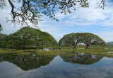 Trees, Tissa