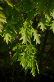 New oak leaves