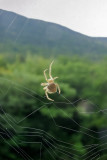 Spider in the morning