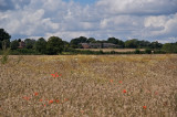 Wheat field with poppys