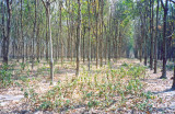 Rubber plantation in Trng Bom, Xun Lộc Đồng Nai 2000